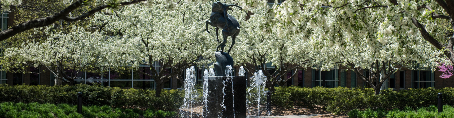跳羚喷泉在春天与开花的树木的图像